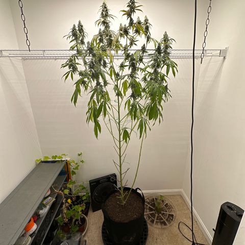 Gorrila nut #9 growlog timeline photo