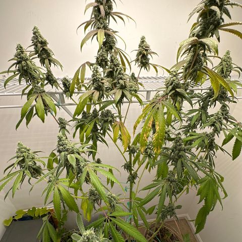 Gorrila nut #9 growlog timeline photo
