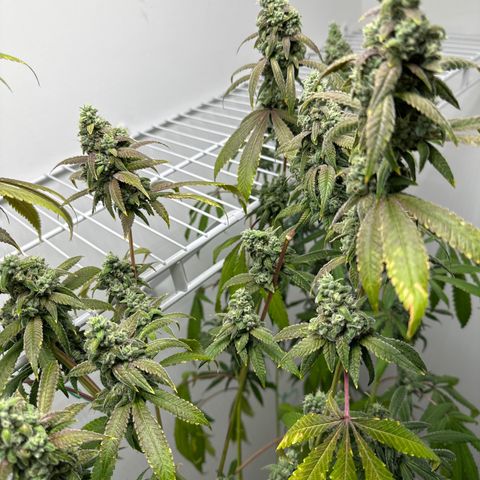 Gorrila nut #9 growlog timeline photo