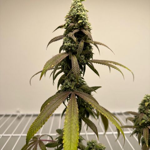 Gorrila nut #9 growlog timeline photo