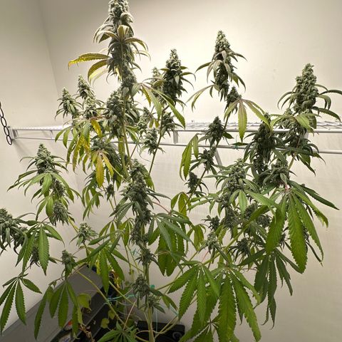 Gorrila nut #9 growlog timeline photo