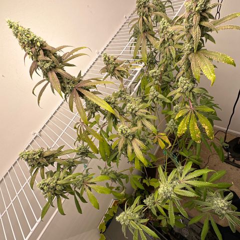 Gorrila nut #9 growlog timeline photo