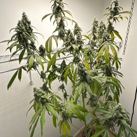 Gorrila nut #9 growlog timeline photo