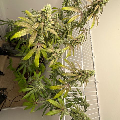 Gorrila nut #9 growlog timeline photo