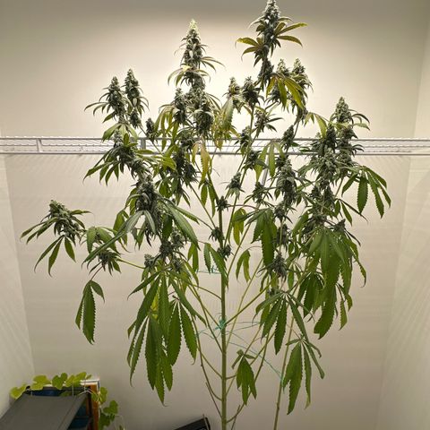 Gorrila nut #9 growlog timeline photo
