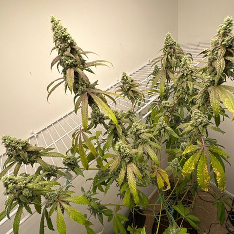 Gorrila nut #9 growlog timeline photo