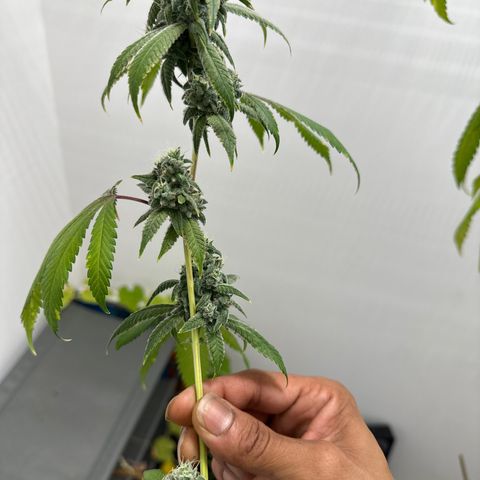 Gorrila nut #9 growlog photo: First cut