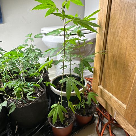 Gorrila nut #9 growlog timeline photo