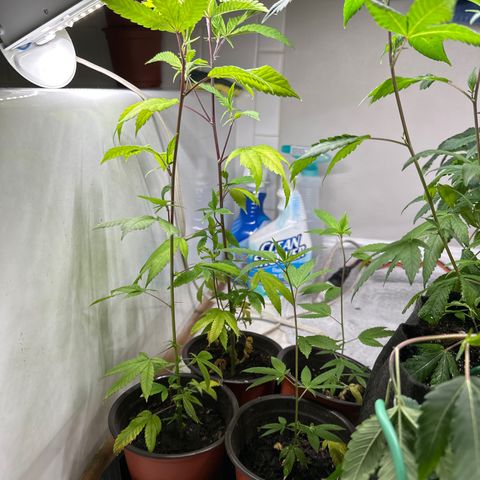 Gorrila nut #9 growlog timeline photo