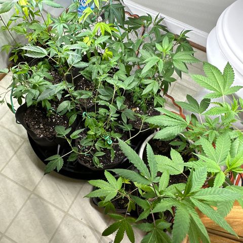 Gorrila nut #9 growlog timeline photo