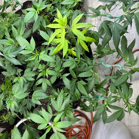 Gorrila nut #9 growlog timeline photo