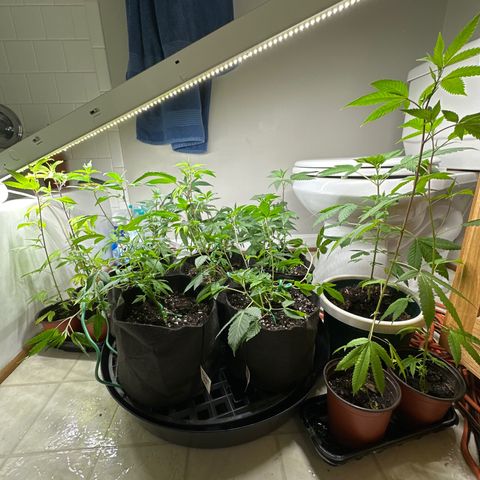 Gorrila nut #9 growlog timeline photo