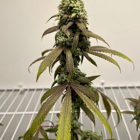Gorrila nut #9 growlog timeline photo