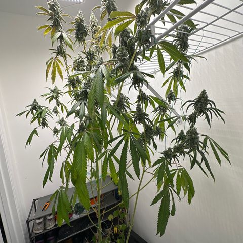 Gorrila nut #9 growlog timeline photo