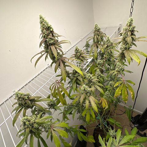 Gorrila nut #9 growlog timeline photo
