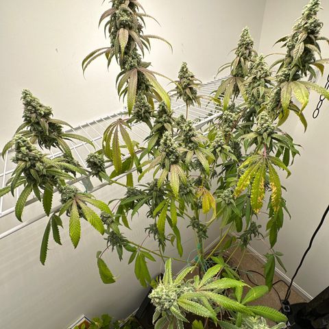 Gorrila nut #9 growlog timeline photo