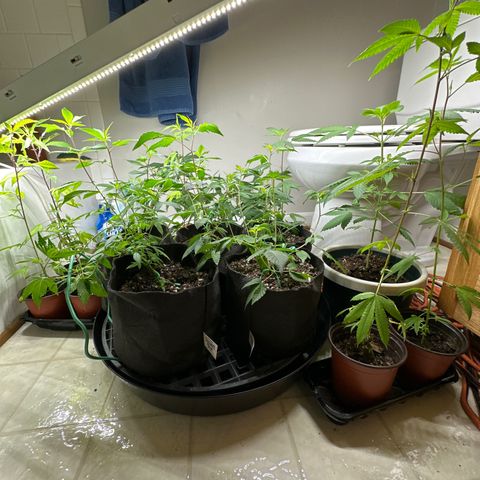 Gorrila nut #9 growlog timeline photo