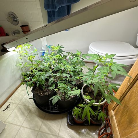 Gorrila nut #9 growlog timeline photo