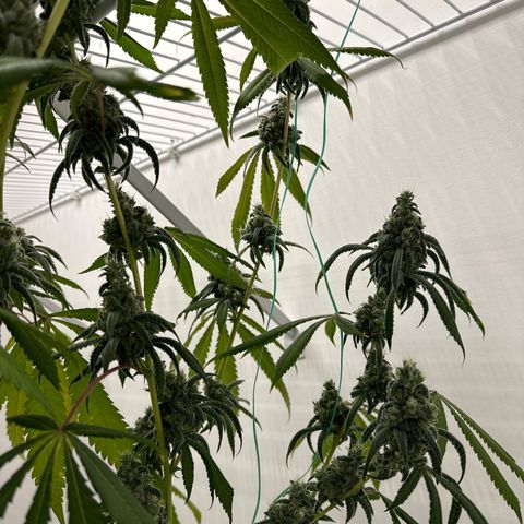Gorrila nut #9 growlog timeline photo