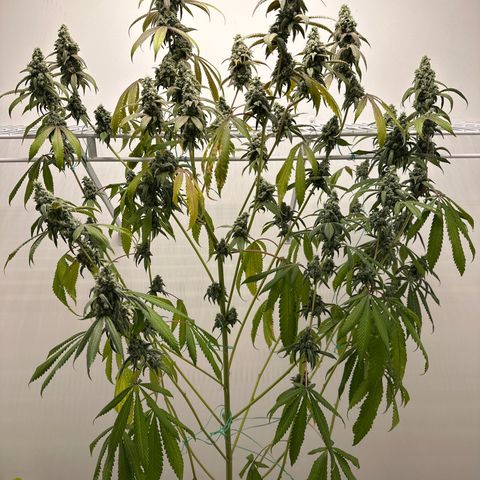 Gorrila nut #9 growlog timeline photo