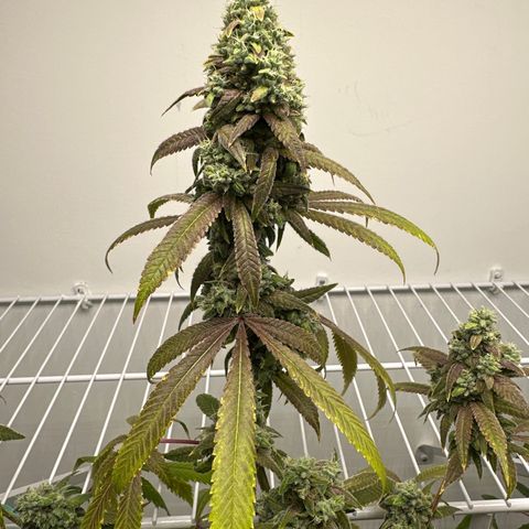 Gorrila nut #9 growlog timeline photo