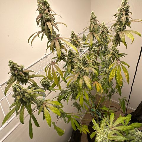 Gorrila nut #9 growlog timeline photo