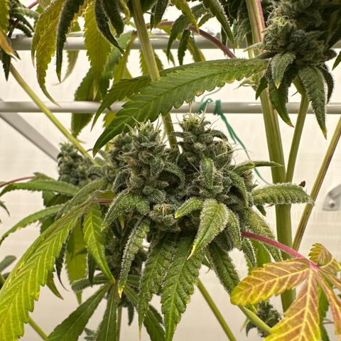 Gorrila nut #9 growlog timeline photo