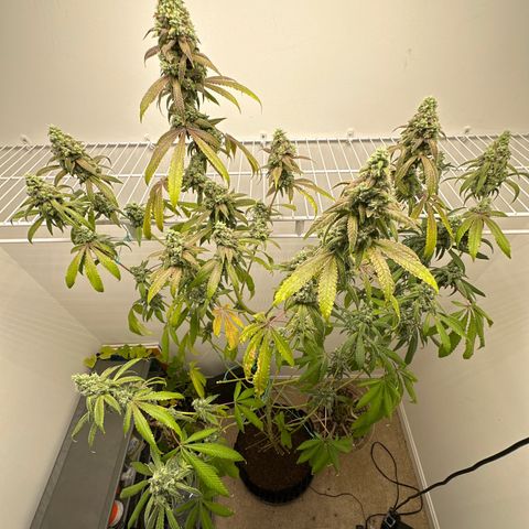 Gorrila nut #9 growlog timeline photo