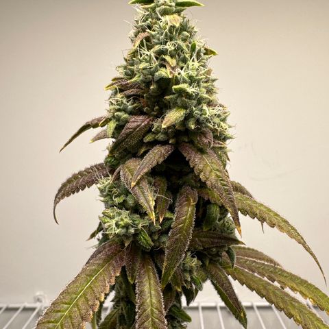 Gorrila nut #9 growlog timeline photo