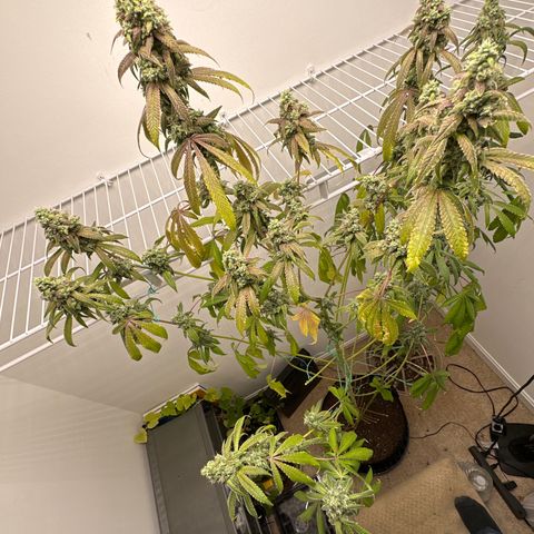 Gorrila nut #9 growlog timeline photo