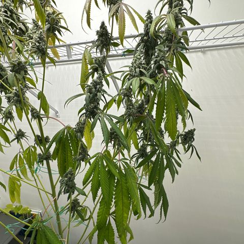 Gorrila nut #9 growlog timeline photo