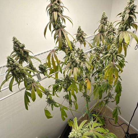 Gorrila nut #9 growlog timeline photo