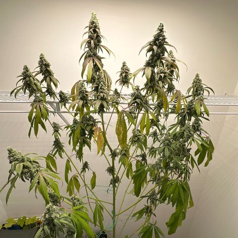 Gorrila nut #9 growlog timeline photo