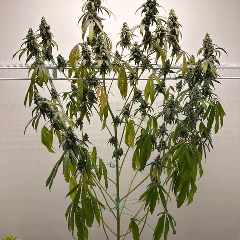 Gorrila nut #9 growlog timeline photo