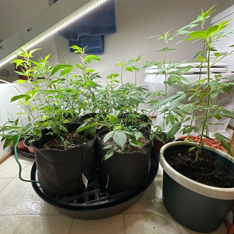 Gorrila nut #9 growlog timeline photo
