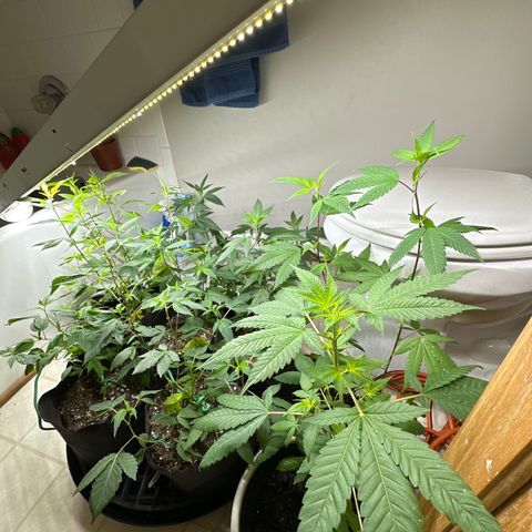 Gorrila nut #9 growlog timeline photo