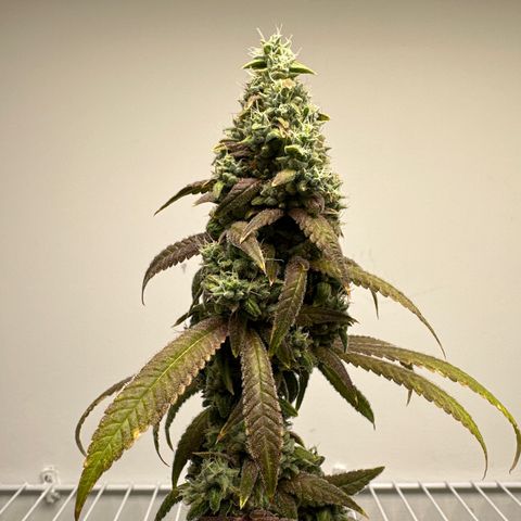 Gorrila nut #9 growlog timeline photo