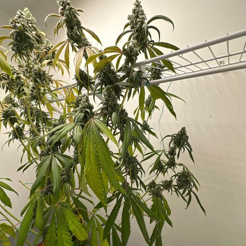 Gorrila nut #9 growlog timeline photo
