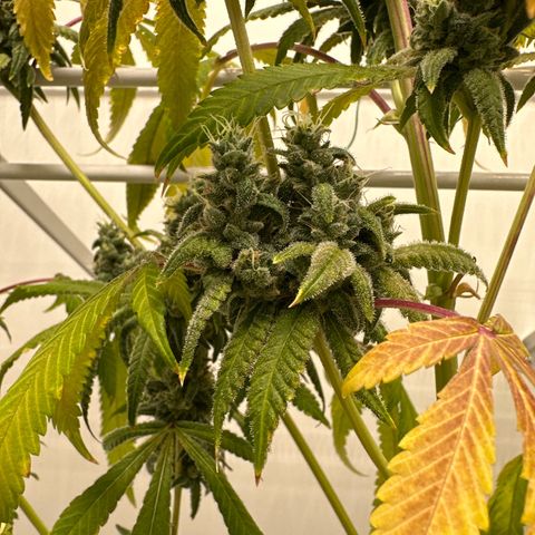 Gorrila nut #9 growlog timeline photo