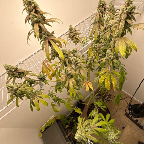 Gorrila nut #9 growlog timeline photo