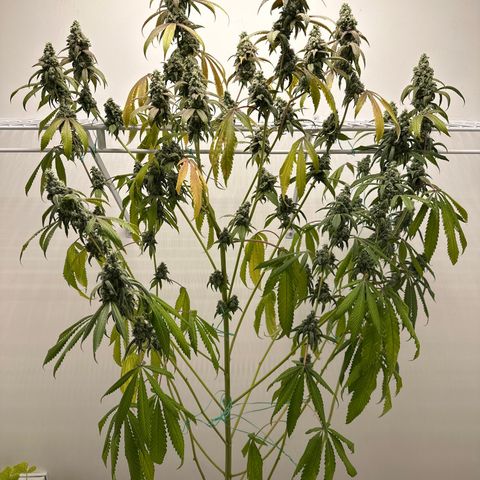 Gorrila nut #9 growlog timeline photo