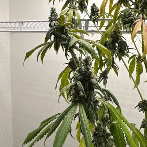 Gorrila nut #9 growlog timeline photo