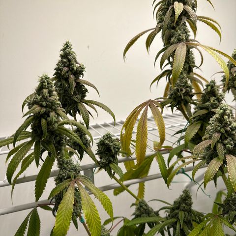 Gorrila nut #9 growlog timeline photo