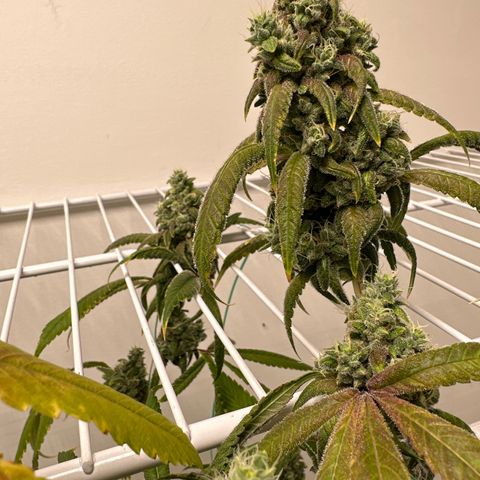 Gorrila nut #9 growlog timeline photo