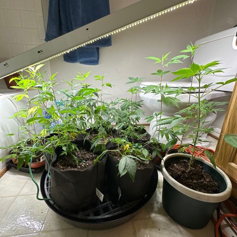 Gorrila nut #9 growlog timeline photo
