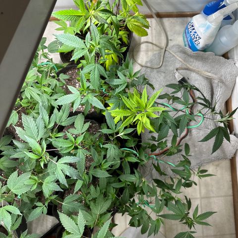 Gorrila nut #9 growlog timeline photo