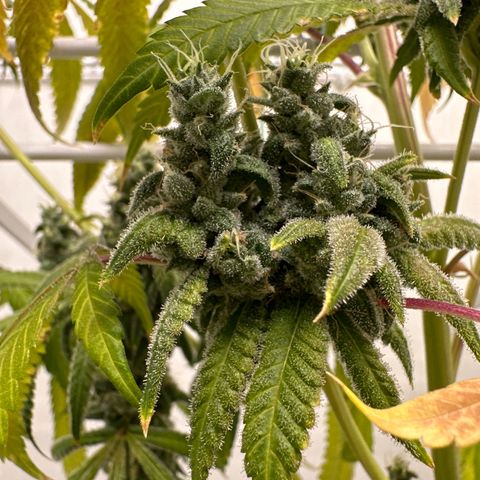 Gorrila nut #9 growlog timeline photo