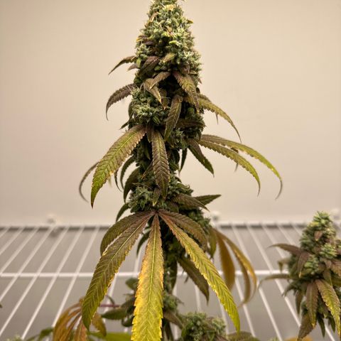 Gorrila nut #9 growlog timeline photo