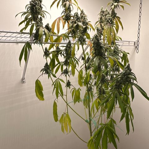 Gorrila nut #9 growlog timeline photo