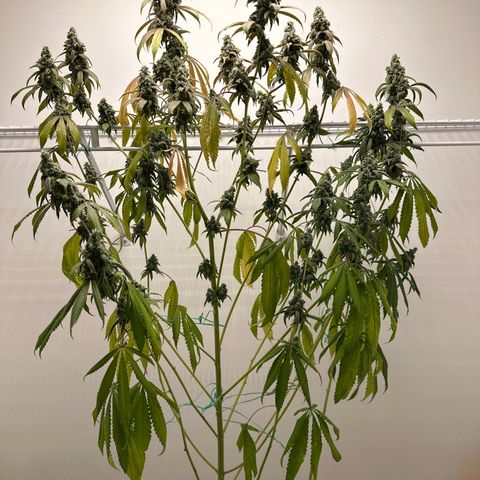 Gorrila nut #9 growlog timeline photo